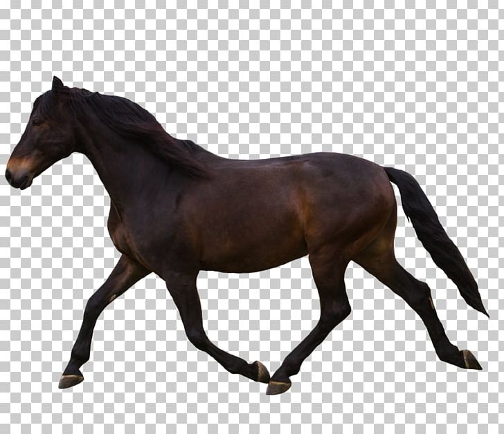 North America Percheron Breyer Animal Creations Equestrian Model Horse PNG, Clipart, Animal Figure, Bit, Bridle, Cockhorse, Colt Free PNG Download