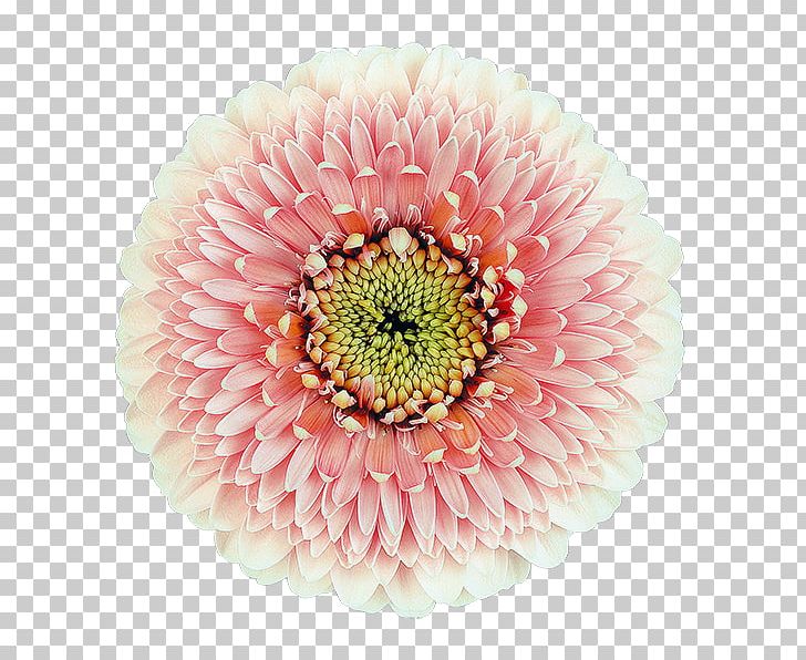 Transvaal Daisy Cut Flowers Chrysanthemum Floristry PNG, Clipart, Assortment Strategies, Chrysanthemum, Chrysanths, Cut Flowers, Daisy Free PNG Download