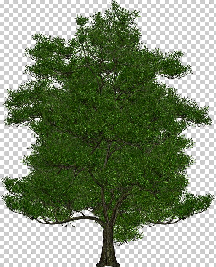 Tree PNG, Clipart, Archive File, Branch, Clipping Path, Deciduous, Evergreen Free PNG Download