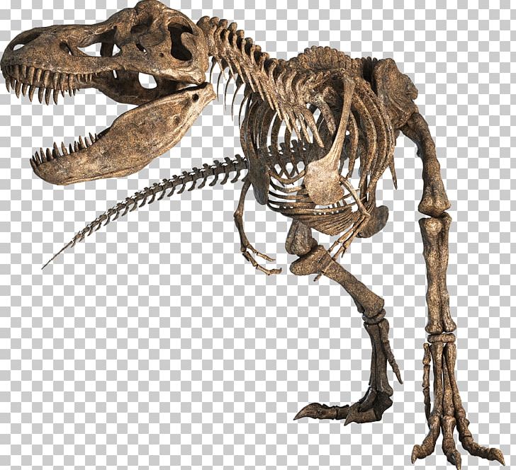 Tyrannosaurus Hell Creek Formation Late Cretaceous Tarbosaurus Nanotyrannus PNG, Clipart, Dinosaur, Edmontosaurus, Extinction, Fantasy, Fossil Free PNG Download