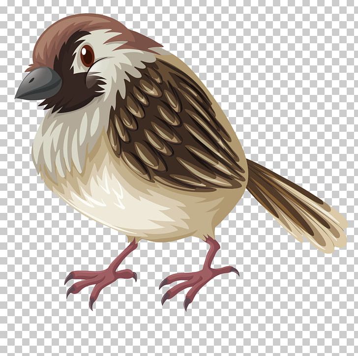 Bird Sparrow Drawing Illustration PNG, Clipart, Animals, Beak, Fauna, Feather, Galliformes Free PNG Download