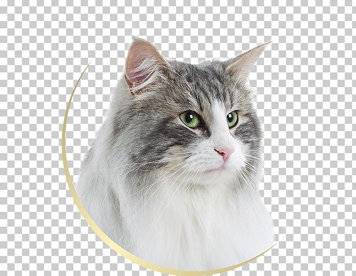 Norwegian Forest Cat Siberian Cat European Shorthair Maine Coon Ragamuffin Cat PNG, Clipart, American Shorthair, American Wirehair, Asian Semi Longhair, Breed, Carnivoran Free PNG Download