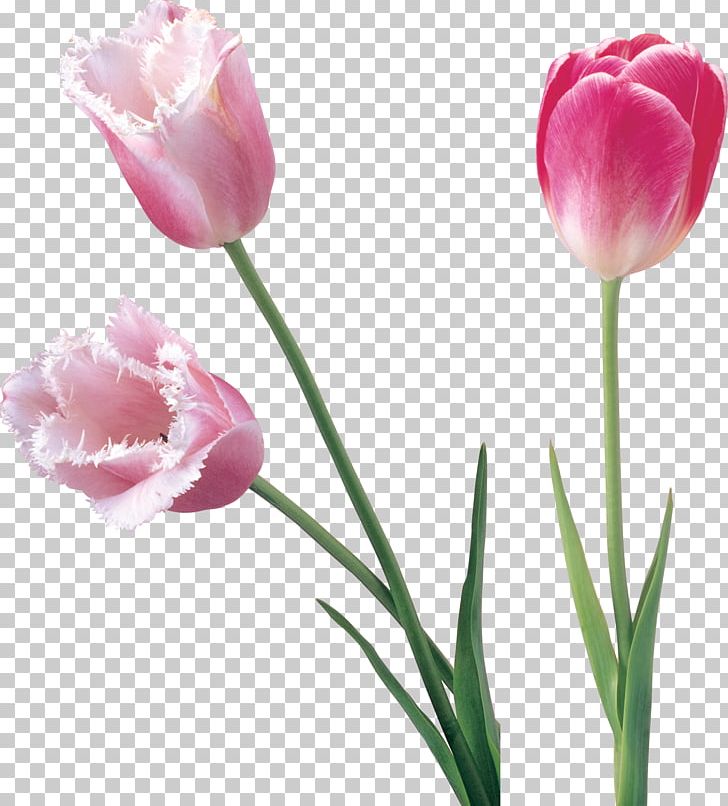 Tulip Cut Flowers PNG, Clipart, Bud, Clip Art, Cut Flowers, Digital Image, Flower Free PNG Download