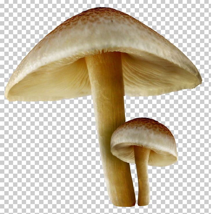 Edible Mushroom Desktop PNG, Clipart, Agaricaceae, Agaricomycetes, Common Mushroom, Desktop Wallpaper, Edible Mushroom Free PNG Download