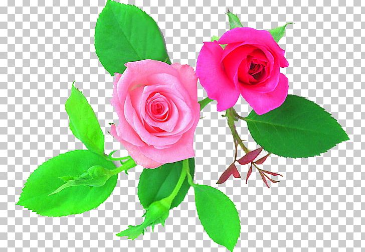 Garden Roses Centifolia Roses Flower Floribunda Floral Design PNG, Clipart, Blue Rose, Bud, Centifolia Roses, Child, Cut Flowers Free PNG Download