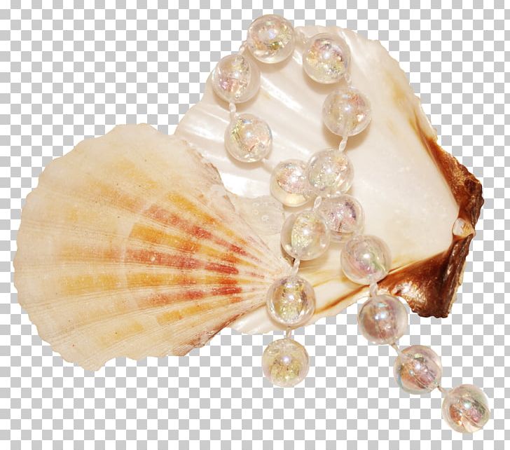 Seashell Pearl Mollusc Shell PNG, Clipart, Beach, Beach Material, Clams Oysters Mussels And Scallops, Cockle, Conch Free PNG Download