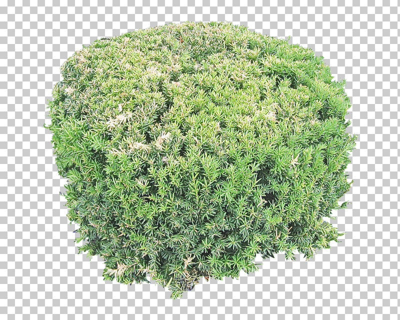 Plant Grass Green Shrub Tree PNG, Clipart, Flower, Grass, Green, Groundcover, Herb Free PNG Download