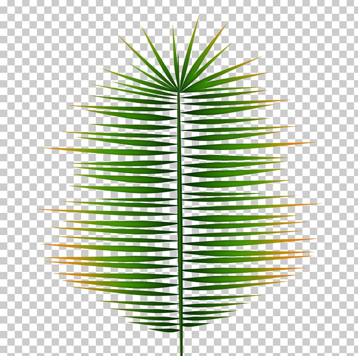 Asian Palmyra Palm Grasses Line Leaf Symmetry PNG, Clipart, Arecales, Art, Asian Palmyra Palm, Borassus, Borassus Flabellifer Free PNG Download