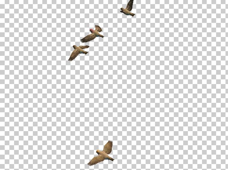 Bird Duck PNG, Clipart, Angle, Animals, Beak, Bird, Computer Icons Free PNG Download