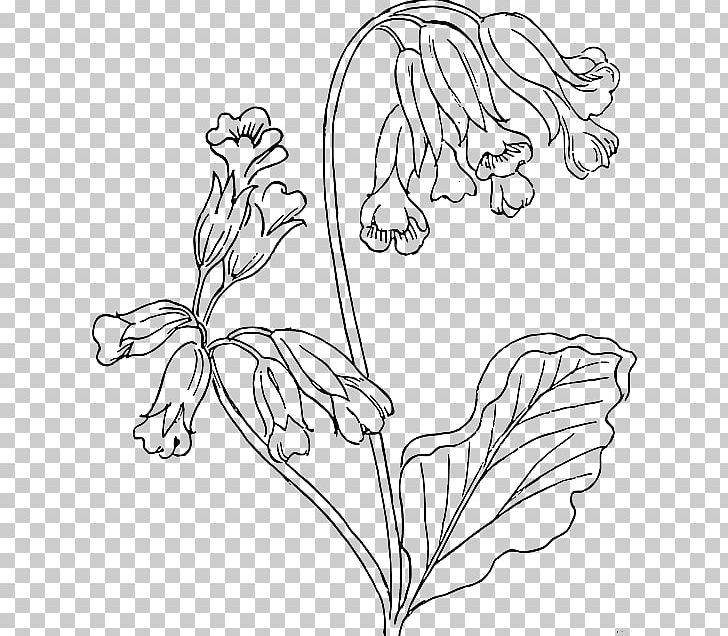 Cowslip Drawing Flower PNG, Clipart, Black And White, Branch, Coloring Book, Cowslip, Drawing Free PNG Download