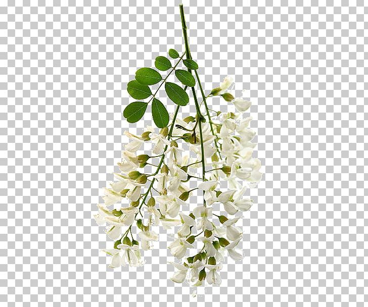 Floral Design White Acacia Flower Stock Photography PNG, Clipart, Acacia, Branch, Cut Flowers, Depositphotos, Fleur Free PNG Download
