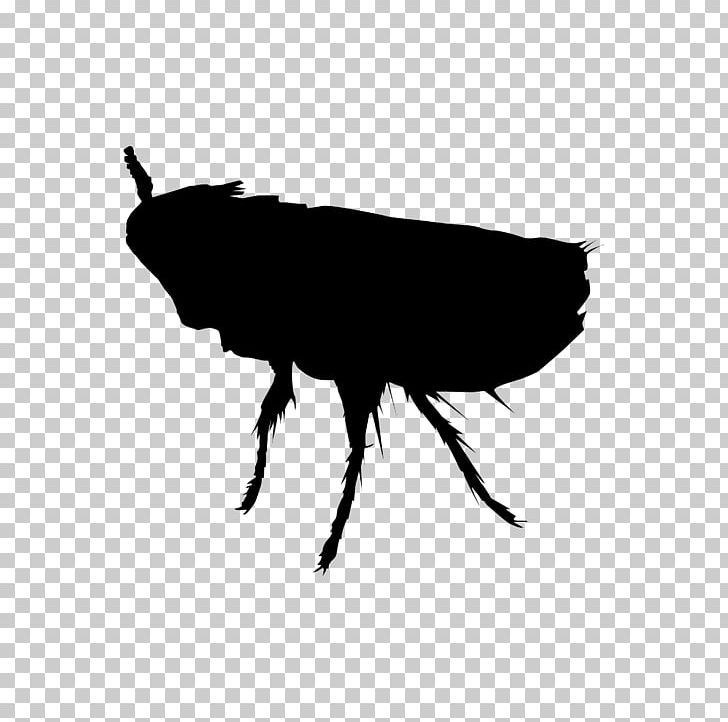 Perth Insect Rat Cockroach Pest PNG, Clipart, Animal, Arthropod, Black And White, Cockroach, Flea Free PNG Download