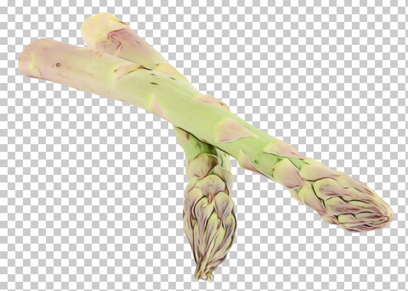 Asparagus Plant Vegetable Celtuce PNG, Clipart, Asparagus, Celtuce, Paint, Plant, Vegetable Free PNG Download