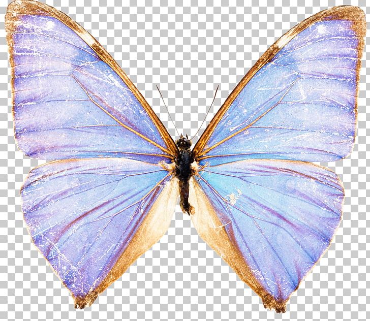 Butterfly Morpho Menelaus Stock Photography Blue PNG, Clipart, Arthropod, Blue, Brush Footed Butterfly, Danaus Genutia, Insect Free PNG Download