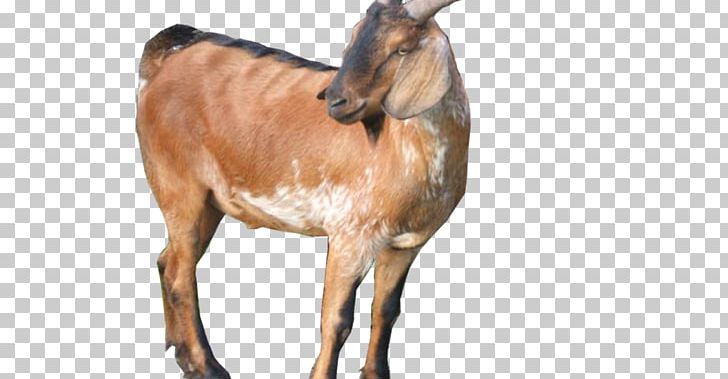 Jamnapari Goat Boer Goat Goat Farming Saanen Goat Ahuntz PNG, Clipart, Ahuntz, Animal Feed, Animal Husbandry, Animals, Boer Goat Free PNG Download