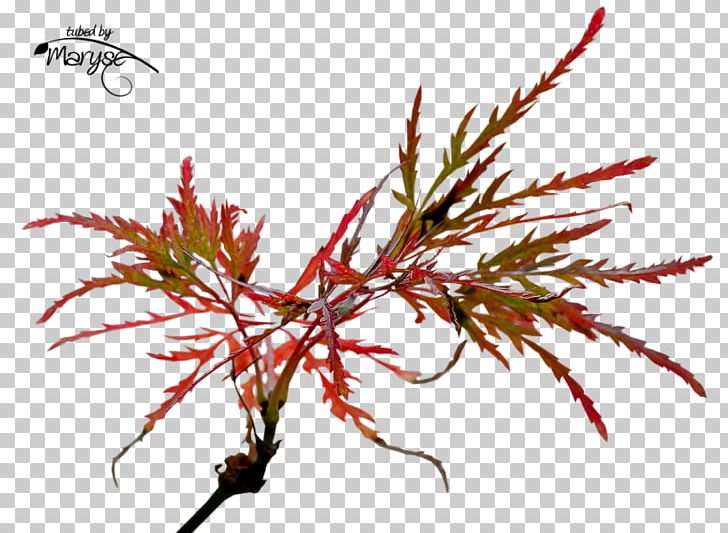 PlayStation Portable Autumn PaintShop Pro PNG, Clipart, Autumn, Autumn Branch, Blog, Branch, Dog Free PNG Download