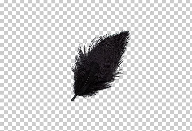 Feather Light Hewlett-Packard Toner PNG, Clipart, Animals, Black, Black And White, Feather, Hewlett Packard Free PNG Download