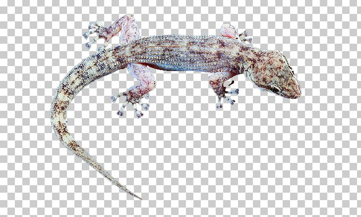 Gila Monster Gecko Terrestrial Animal Heloderma PNG, Clipart, Animal, Fauna, Gecko, Gila Monster, Heloderma Free PNG Download