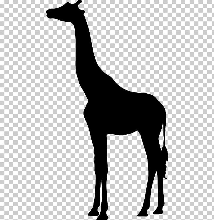 Silhouette PNG, Clipart, Animals, Black And White, Fauna, Giraffe, Giraffe Clipart Free PNG Download