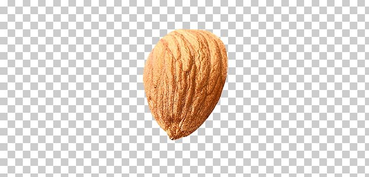 Almond PNG, Clipart, Almond Free PNG Download