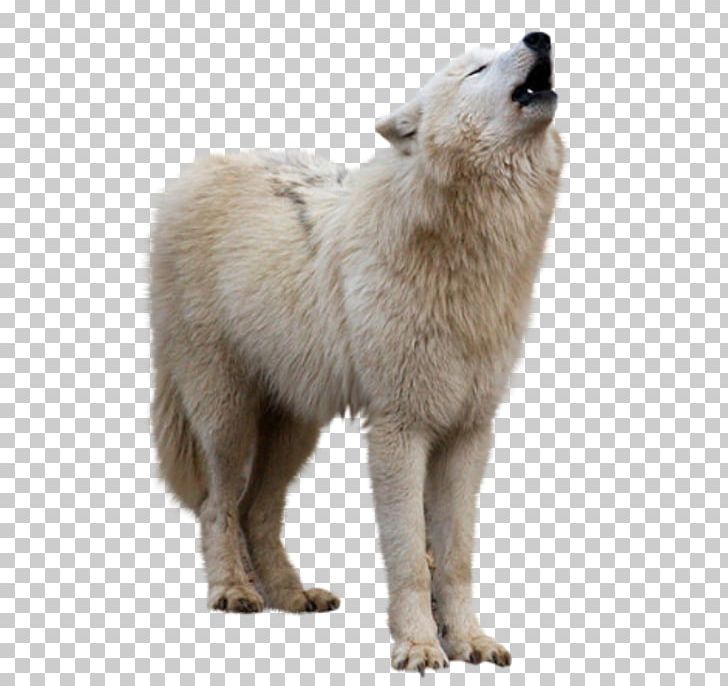 Arctic Wolf PNG, Clipart, Animal, Canis Lupus Tundrarum, Carnivoran, Computer Icons, Desktop Wallpaper Free PNG Download