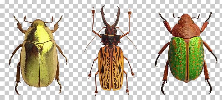 Beetle Pterygota Locust PNG, Clipart, Animal, Animals, Arthropod, Bee, Beetle Free PNG Download