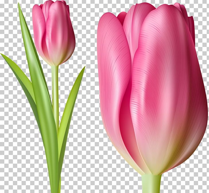 Indira Gandhi Memorial Tulip Garden Tulipa Gesneriana Pink Flower PNG, Clipart, Cartoon, Cdr, Computer Wallpaper, Cut Flowers, Flower Free PNG Download