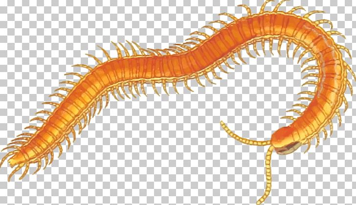 Millipedes And Centipedes A Centipede PNG, Clipart, Centipede, Centipede Bite, Centipede Cliparts, Centipedes, Free Content Free PNG Download