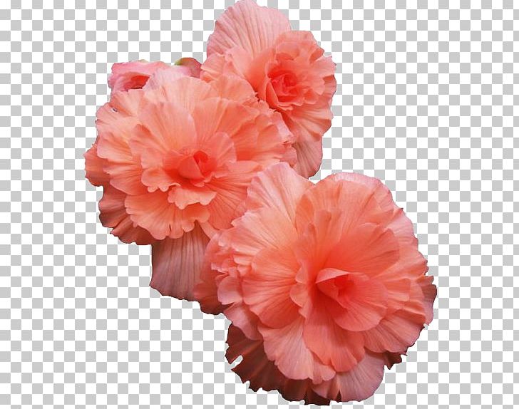 Pink Flowers Rose Tulips In A Vase PNG, Clipart, 1800flowers, Azalea, Begonia, Carnation, Cut Flowers Free PNG Download