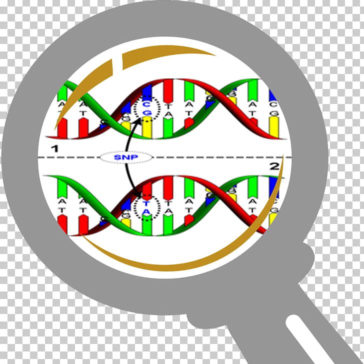 Single-nucleotide Polymorphism DNA Genetics PNG, Clipart, Are, Biology, Circle, Dna, Dna Sequencing Free PNG Download