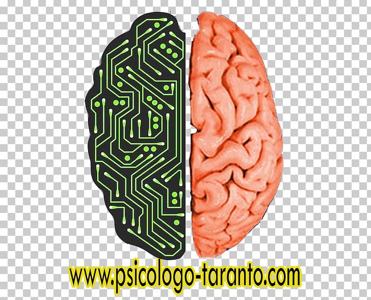 Human Brain Brain Size Human Body PNG, Clipart,  Free PNG Download