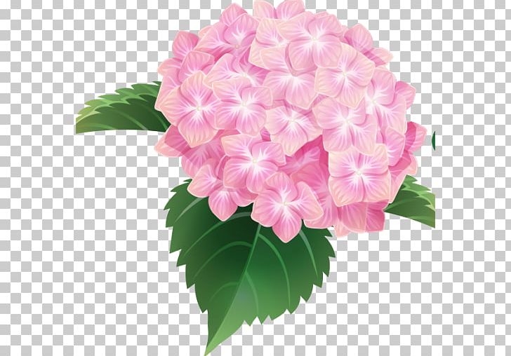 The Penny McHenry Hydrangea Festival French Hydrangea Douglasville PNG, Clipart, Annual Plant, Cornales, Cut Flowers, Drawing, Floral Design Free PNG Download