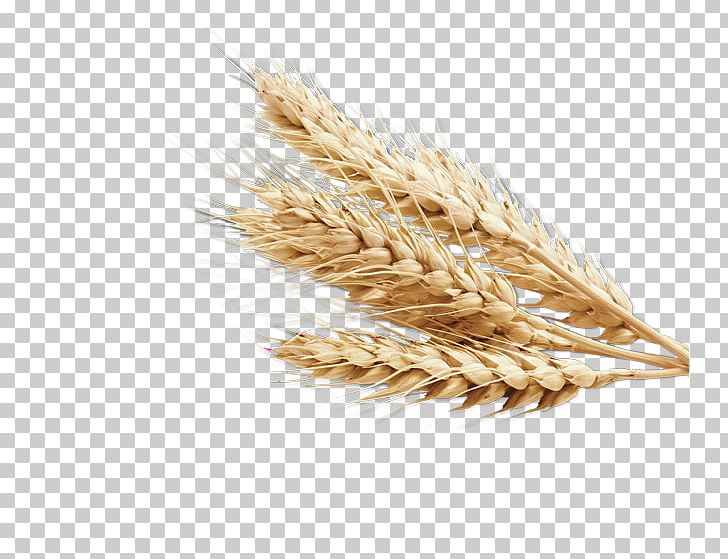 Wheat PNG, Clipart, Wheat Free PNG Download