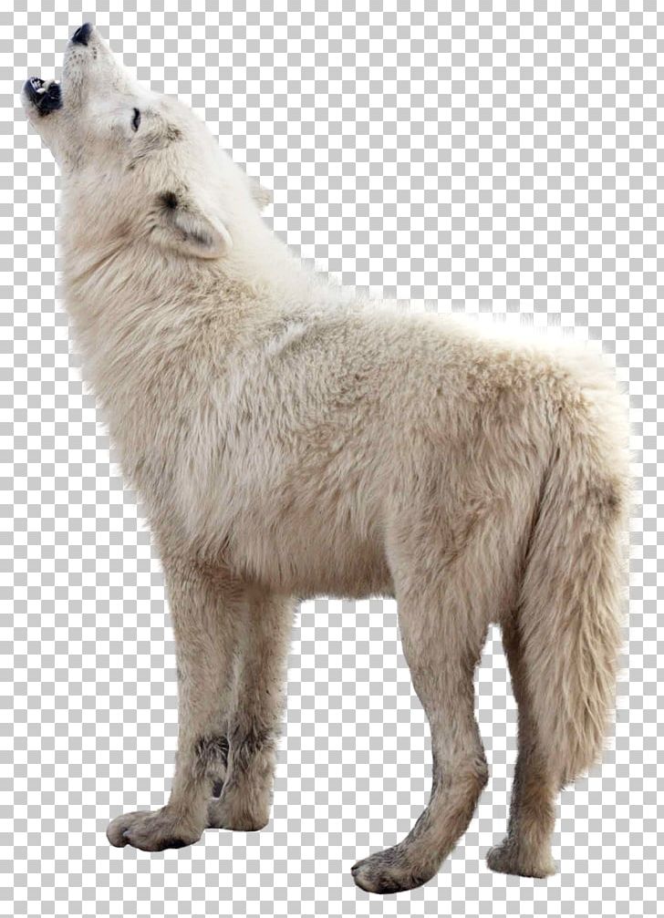 Wolf PNG, Clipart, Wolf Free PNG Download