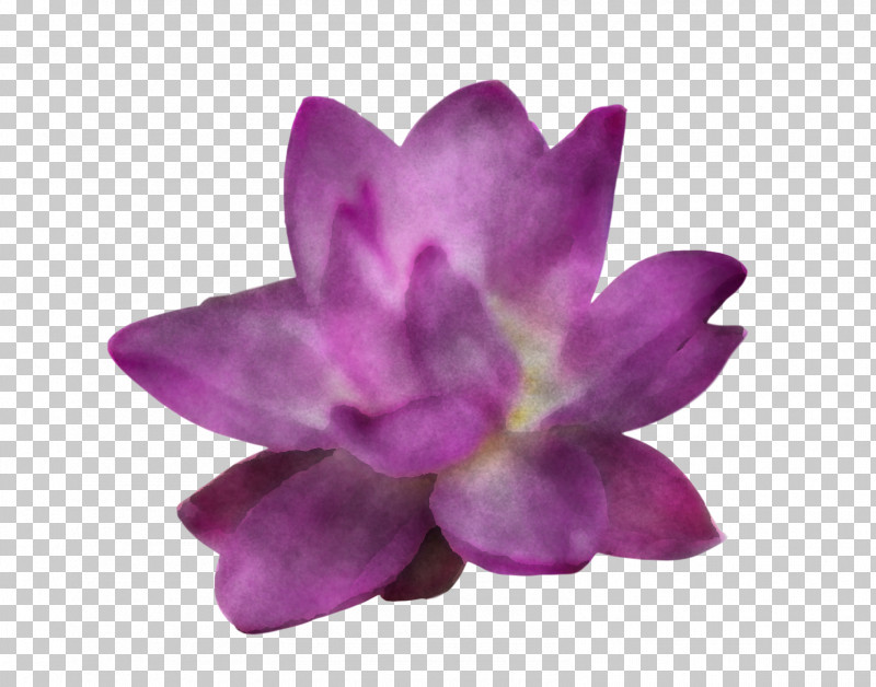 Lotus Flower Summer Flower PNG, Clipart, Flower, Lavender, Lotus Flower, Magenta Telekom, Petal Free PNG Download