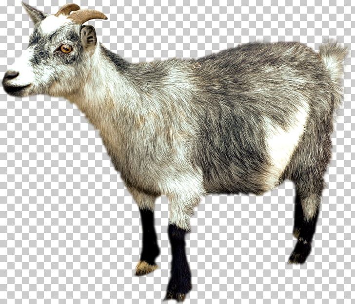IPhone 6 Plus Altai Mountain Goat Sheep PNG, Clipart, Altai Mountain Goat, Animals, Automatic Milking, Cow Goat Family, Encapsulated Postscript Free PNG Download