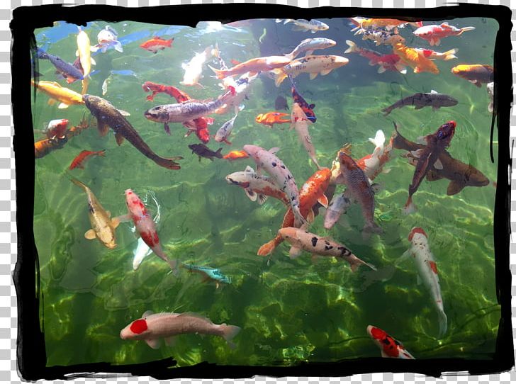 Koi Pond Goldfish Fish Pond PNG, Clipart, Animals, Aquarium, Aquariums, Ecosystem, Fauna Free PNG Download