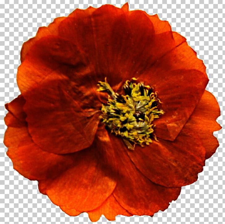Mexican Marigold Flower Poppy Annual Plant PNG, Clipart, Annual Plant, Clip Art, Cut Flowers, Flower, Information Free PNG Download