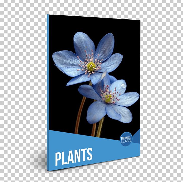 Plants Flower Desktop Petal Stock.xchng PNG, Clipart, Blossom, Cut Flowers, Desktop Wallpaper, Flora, Floral Design Free PNG Download