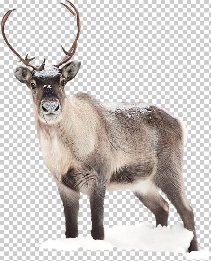 Reindeer Santa Claus Desktop Moose PNG, Clipart, Animals, Antler, Christmas, Deer, Desktop Wallpaper Free PNG Download