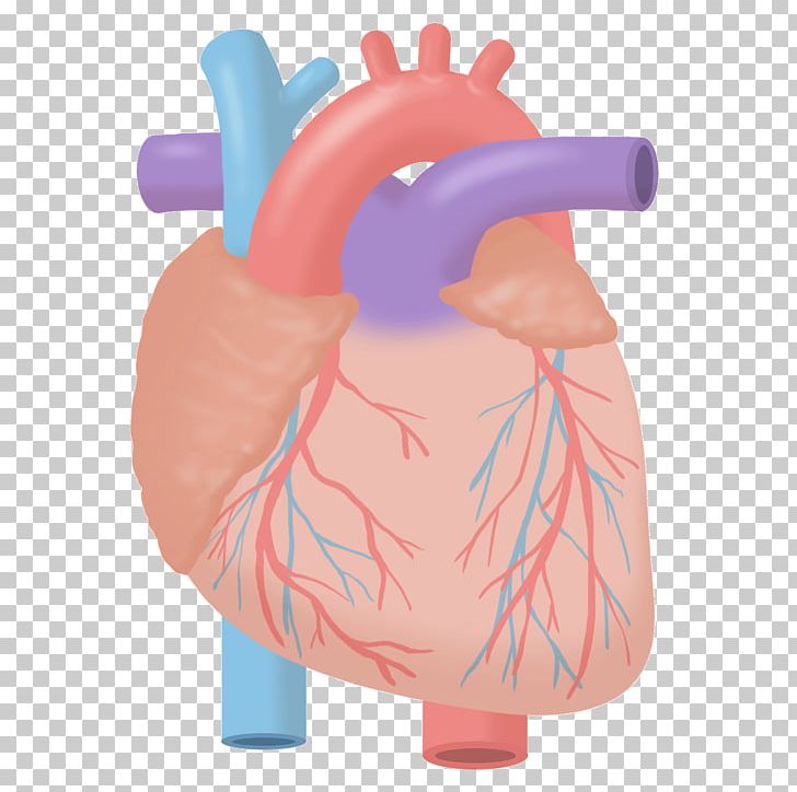 Echocardiography Ultrasonography Heart Fundamentals Of Nursing: Concepts And Procedures PNG, Clipart, Anatomic Heart, Anatomy, Circulatory System, Disease, Echocardiography Free PNG Download