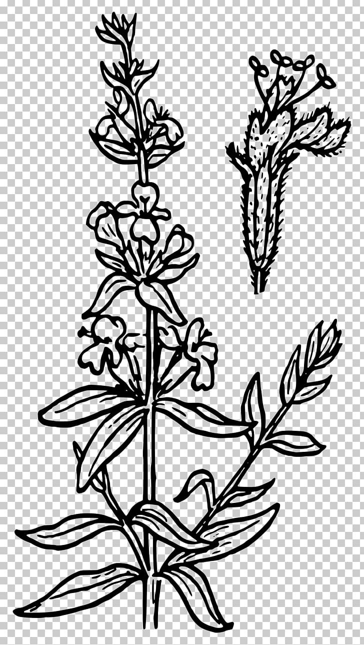 Hyssop Coloring Book Strawberry PNG, Clipart, Black And White, Branch, Color, Coloring Book, Computer Icons Free PNG Download