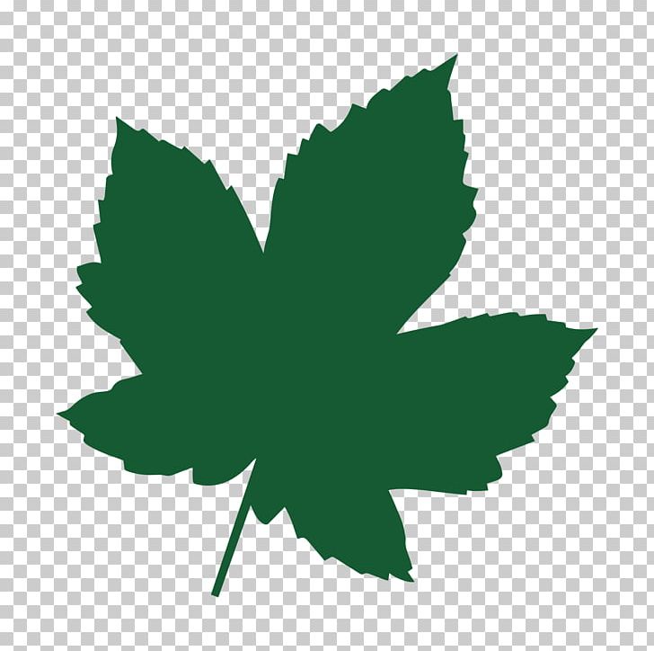 Maple Leaf Acer Campestre Tree Heart Of England Forest PNG, Clipart, Acer Campestre, Field, Flowering Plant, Forest, Genotyping Free PNG Download