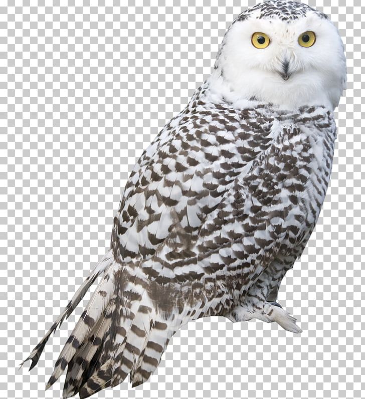 Snowy Owl Bird Great Grey Owl Barred Owl PNG, Clipart, Barn Owl, Barred Owl, Beak, Bird, Bird Of Prey Free PNG Download