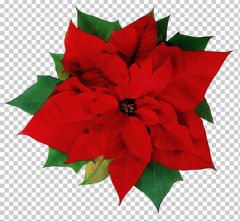 Christmas Decoration PNG, Clipart, Christmas Decoration, Flower, Holly, Leaf, Paint Free PNG Download
