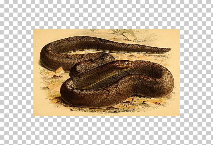 Boa Constrictor Rattlesnake Vipers Shoe PNG, Clipart, Animals, Boa Constrictor, Boas, Fauna, Organism Free PNG Download