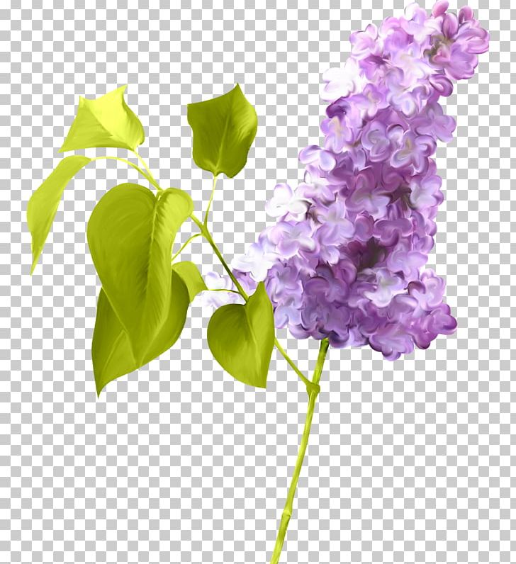 Lilac Photography PNG, Clipart, Branch, Cut Flowers, Digital Image, Drawing, Flower Free PNG Download