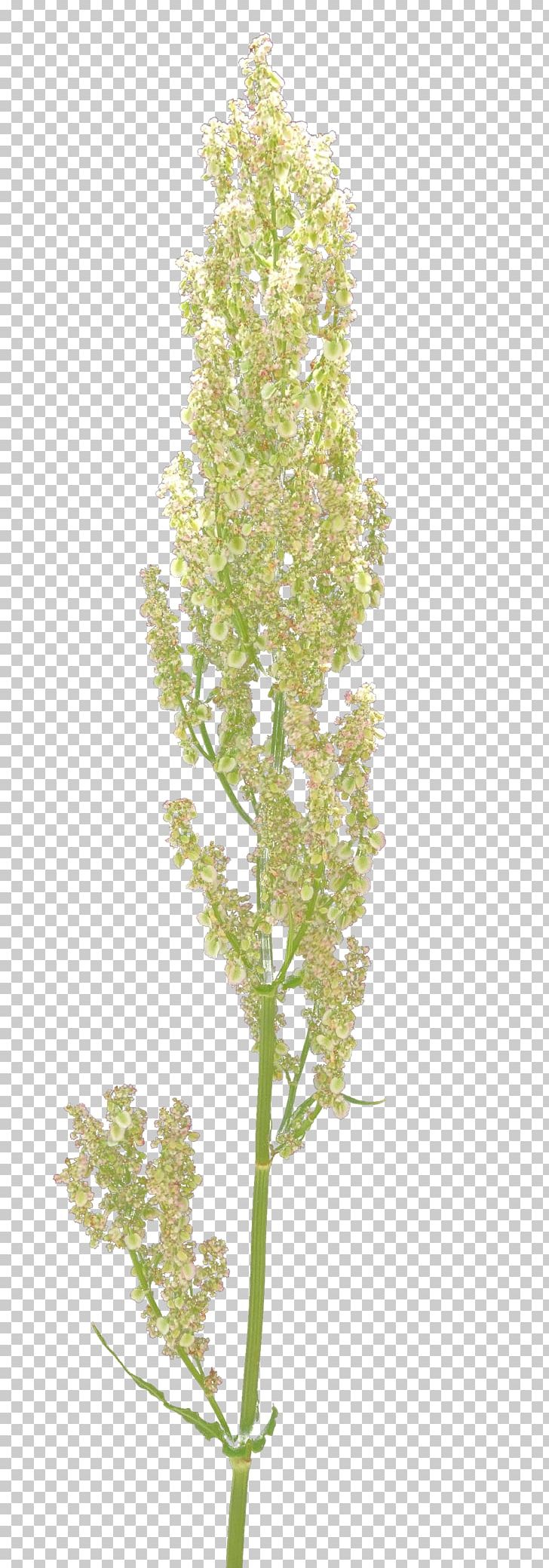 Twig TT Plant Stem Shrub PNG, Clipart, Branch, Gold Textured Alphanumeric, Grass, Herb, Larch Free PNG Download
