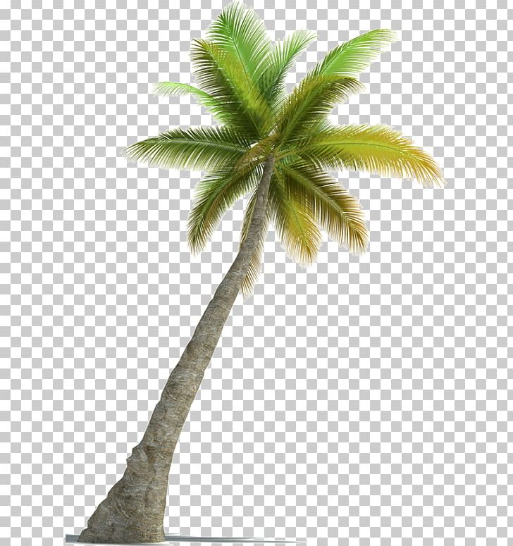 Arecaceae Tree Stock Photography PNG, Clipart, 3d Rendering, Arecaceae, Arecales, Borassus Flabellifer, Coconut Free PNG Download