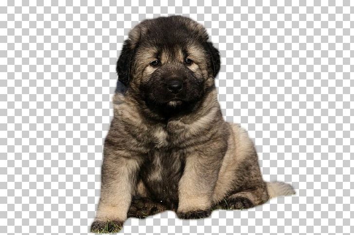 Caucasian Shepherd Dog Puppy Sarplaninac Dog Breed Dachshund PNG, Clipart, Affenpinscher, Animals, Breed, Breeder, Breed Group Dog Free PNG Download